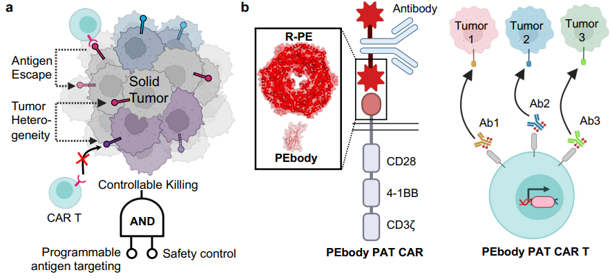 The story of programmable CAR fighting cancer